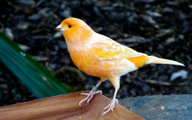 Warrant canary A warrant canary is a statement that says that the company hasn’t received any gagged governmental information requests. By including the statement in every transparency report the company sets a pattern. If the statement is absent it can be inferred they have received a gagged NSL — or other similar order — in the period covered by the report.