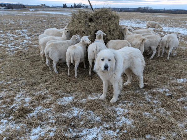 Sheepdog guarding flock.